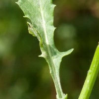 Marsh Ragwort